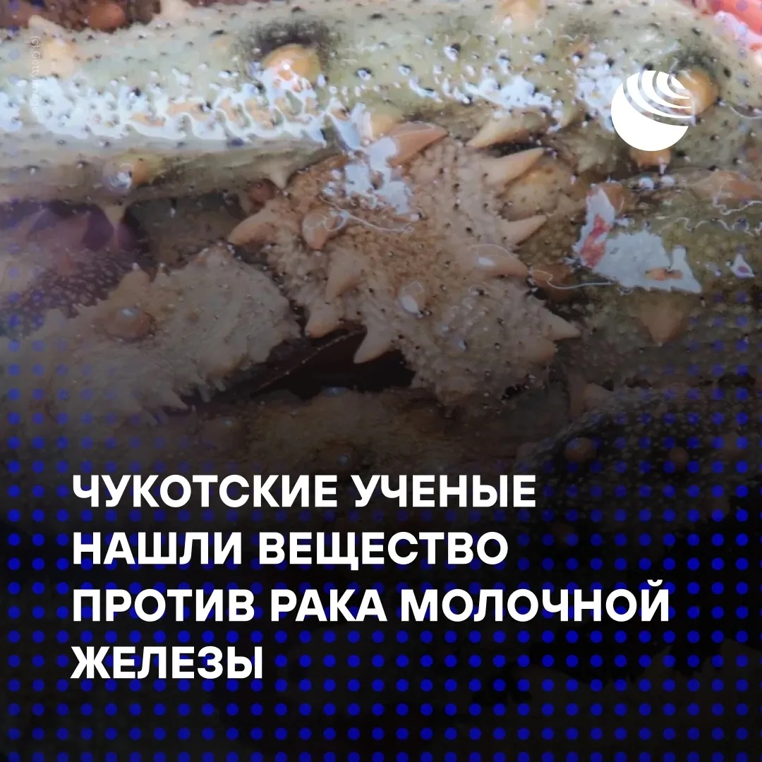 Чукотские ученые нашли вещество, останавливающее рост рака молочной железы.
