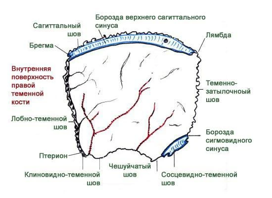 ⭐️ Теменная кость