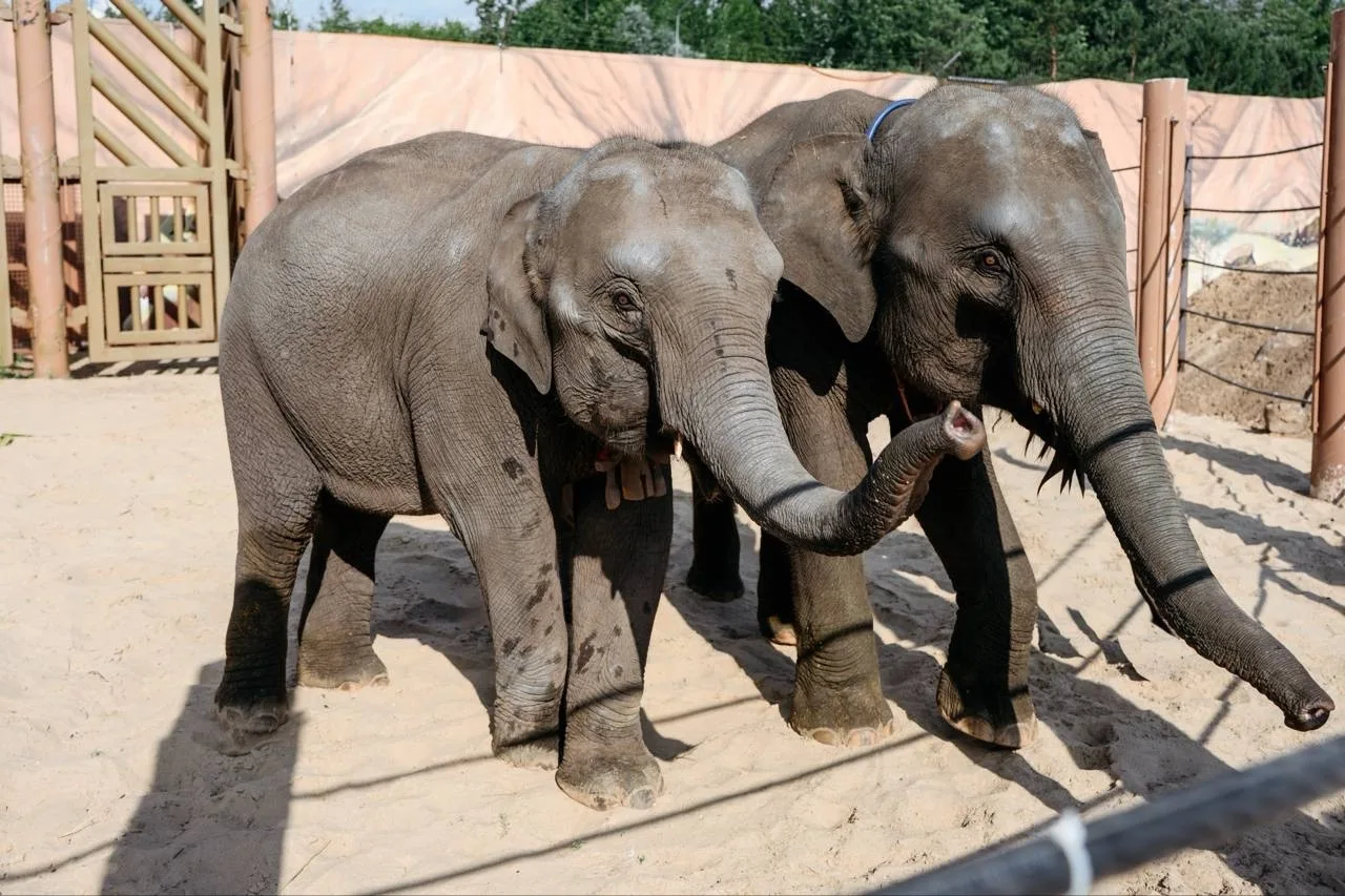 🐘 Новые друзья Филимона - в Казанский зооботсад прибыли два слоненка из Лаоса

Это подарок от руков