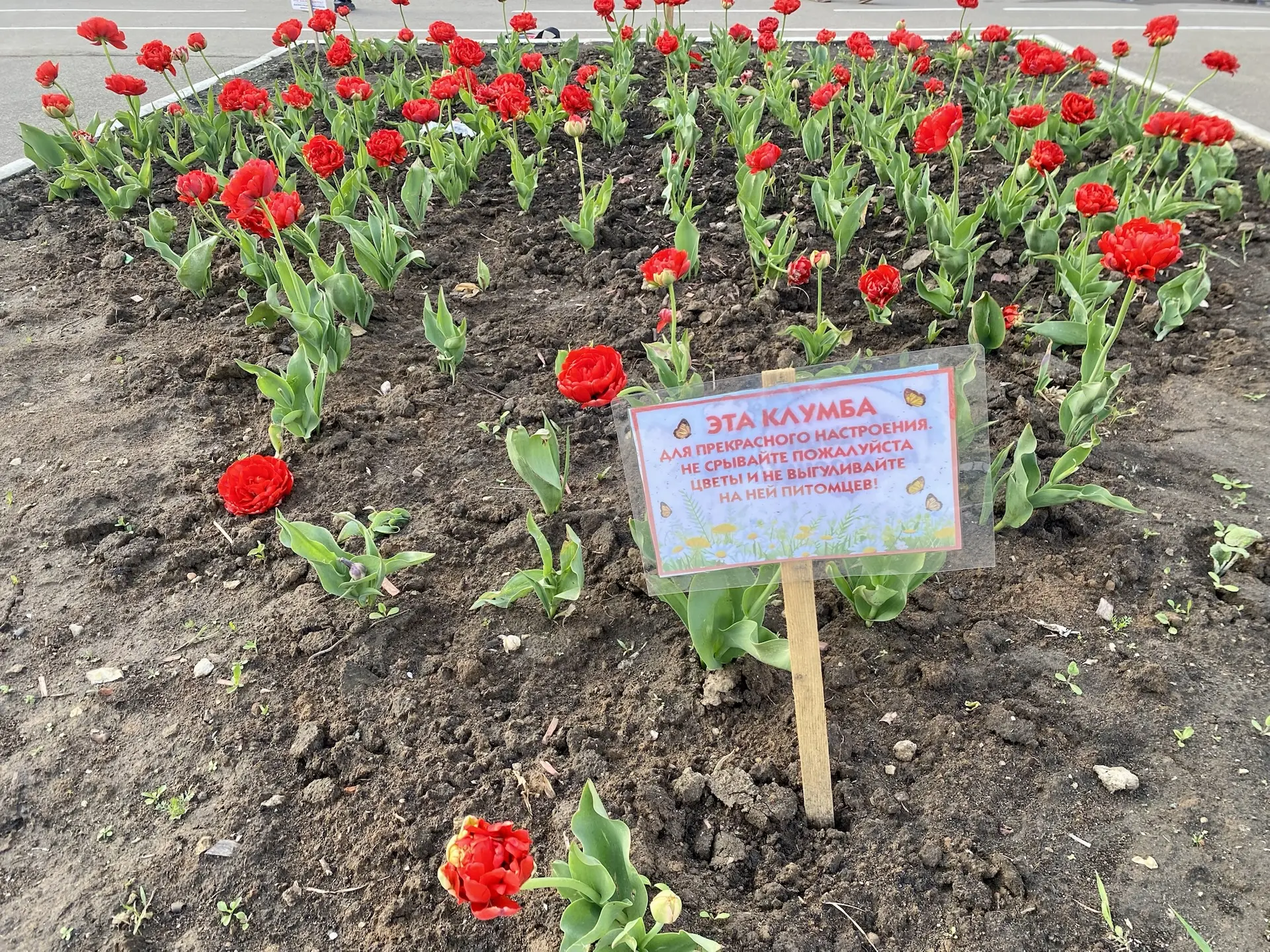 🎉Дорогие участники общешкольного конкурса «Лучшая клумба»! Сообщаем, что торжественное открытие конк