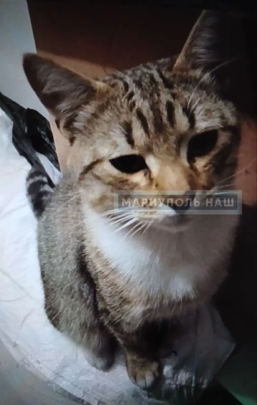 Приблудился кот. Очень ласковый, ухоженный и видно,что домашний т.к. сразу пошёл на лот...