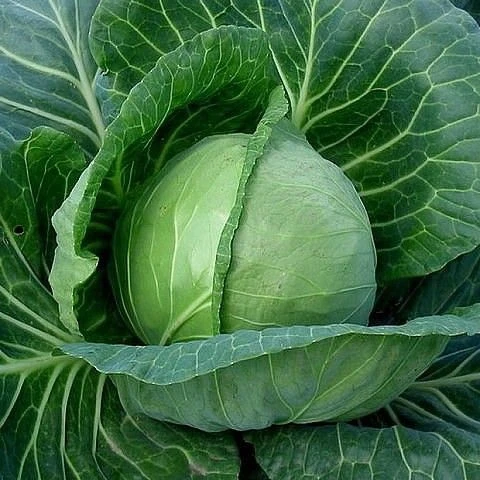 🥬 Валериана для капусты
 
👉 Чтобы капуста росла крепкой и здоровой, я использую испытанное времене