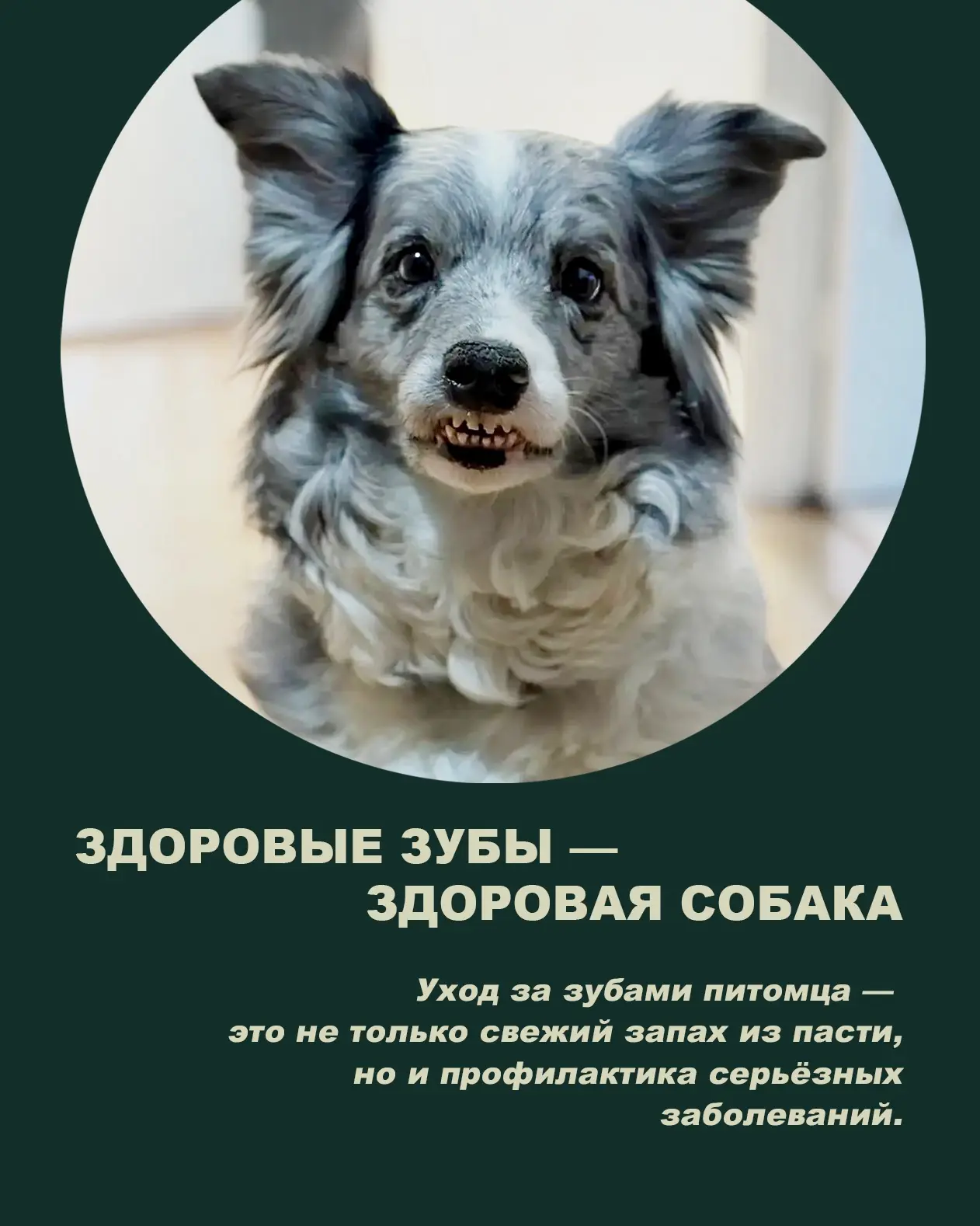 🦷 Здоровые зубы — залог здоровья вашей собаки!

Многие владельцы обращают внимание на шерсть, аппет