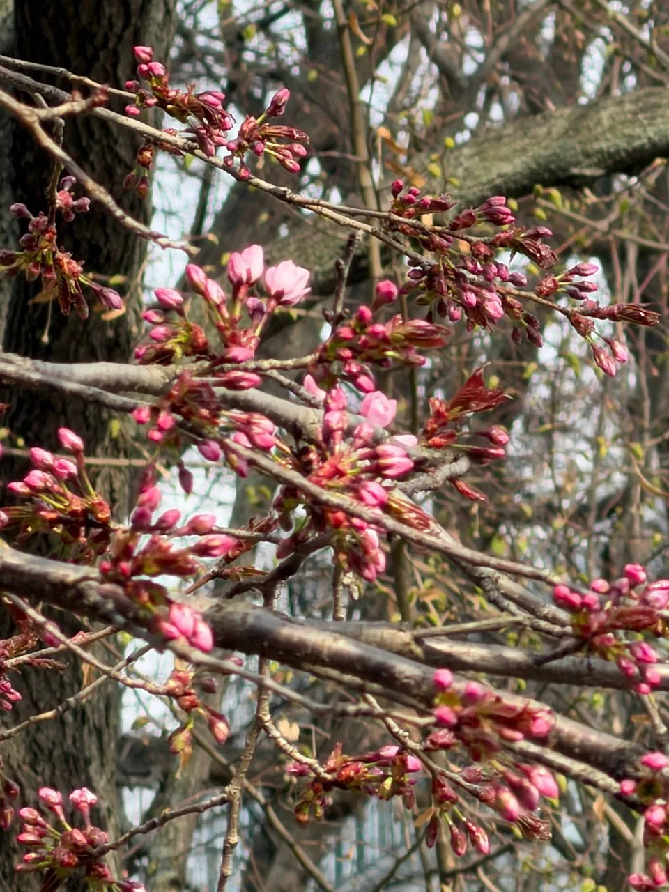 🌸 В Москве зацвела сакура   Целую неделю вишня думала, раскрывать ей бутоны или нет. Сотрудники «Апт