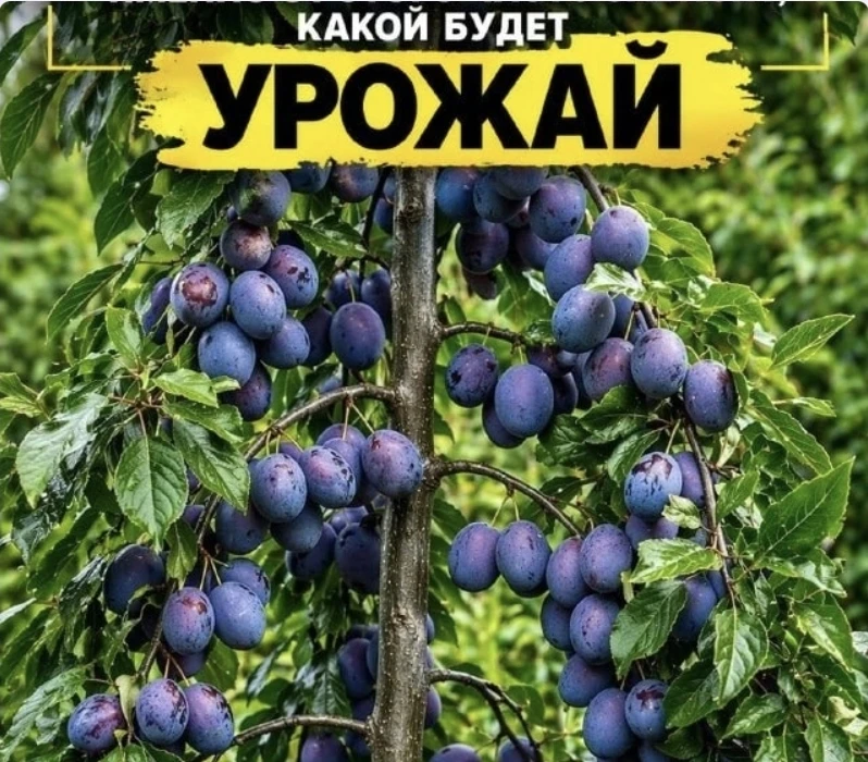 ​ПРАВИЛЬНОЕ УДОБРЕНИЕ СЛИВЫ — ИМЕННО ОТ ЭТОГО ЧАСТО ЗАВИСИТ, КАКОЙ БУДЕТ УРОЖАЙ 🍑
Со сливой правда 
