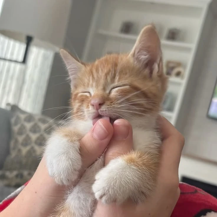подпишись на котямбусы🐈