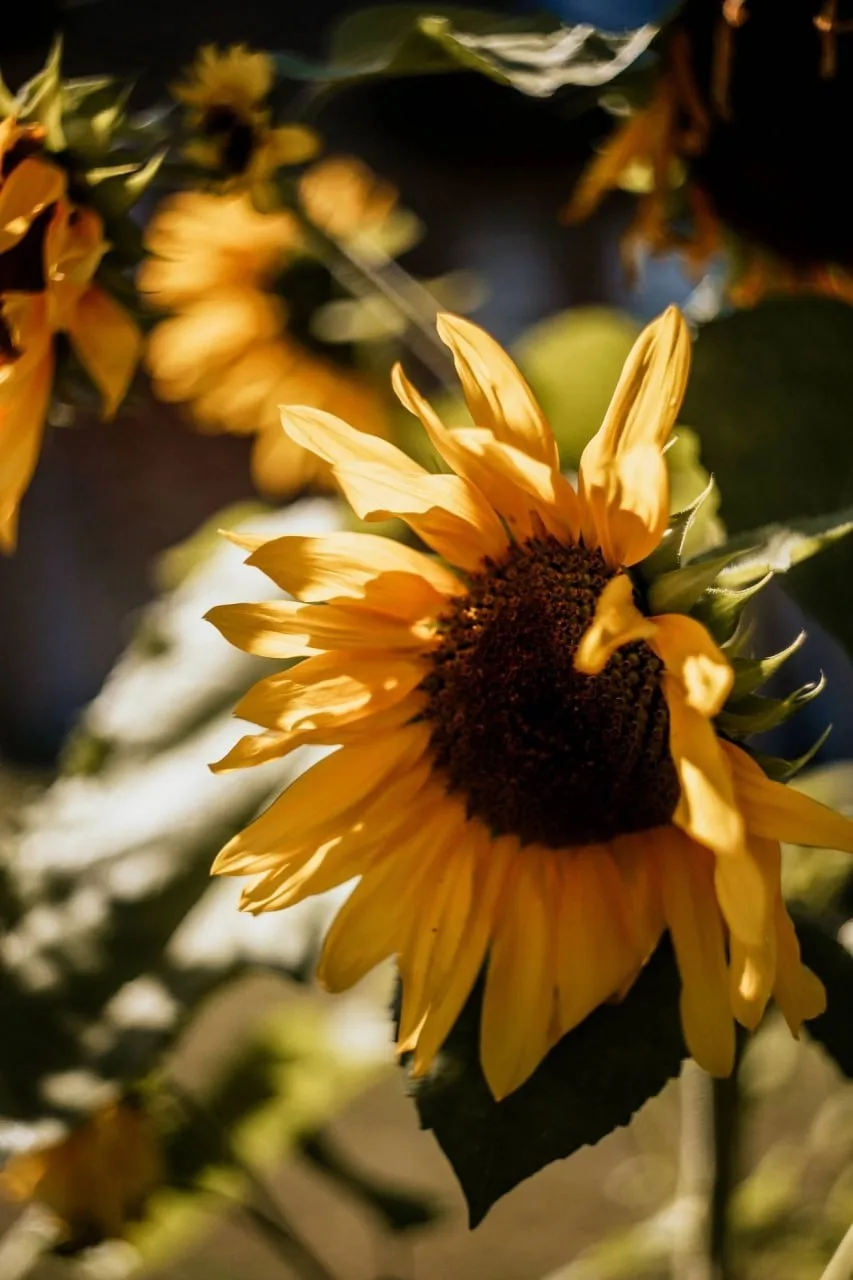 🌻 Маленьких солнышек вам этим утром