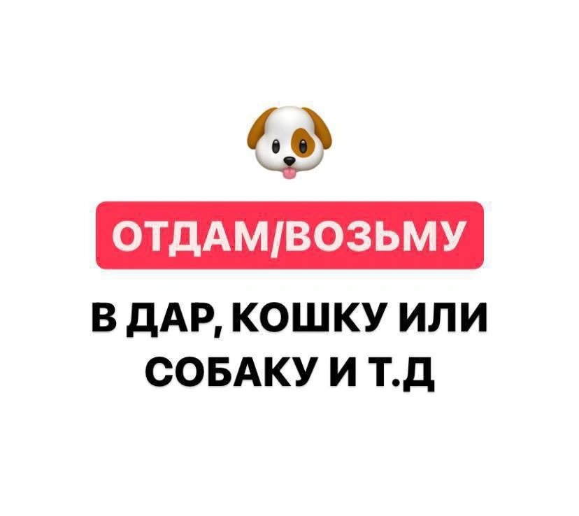 В комментариях можно оставлять фото животного, которого вы готовы отдать БЕСПЛАТНО в добрые руки.

П