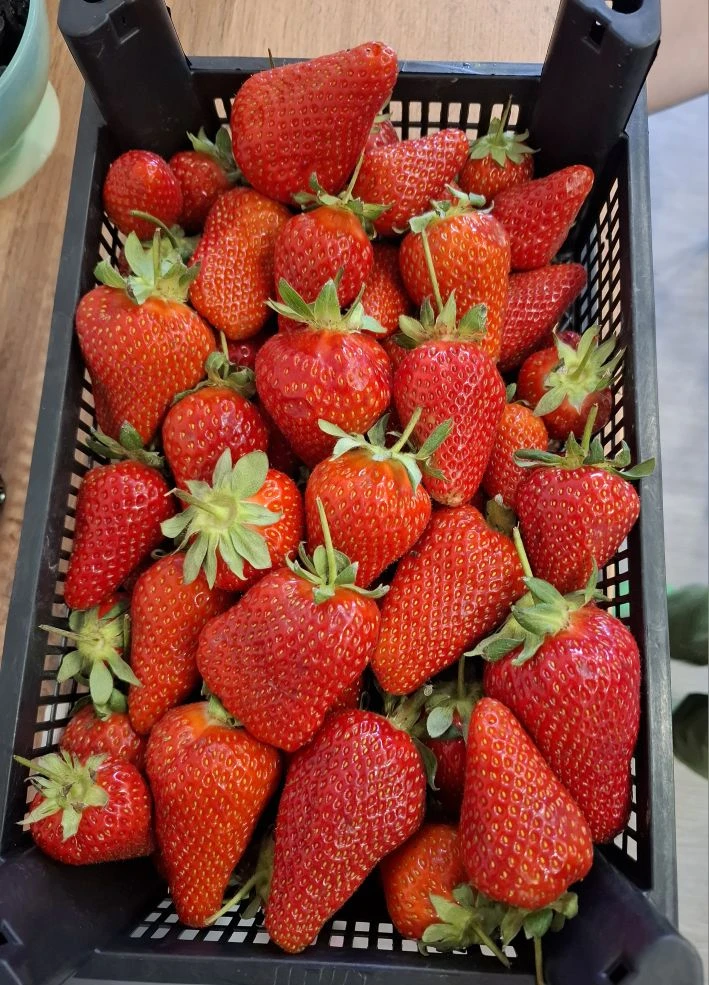 Разбавим ленту 🍓