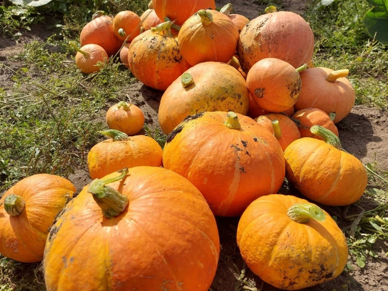 🍂🍎 Приглашаем продавцов и покупателей на ярмарку «Осенняя»!
