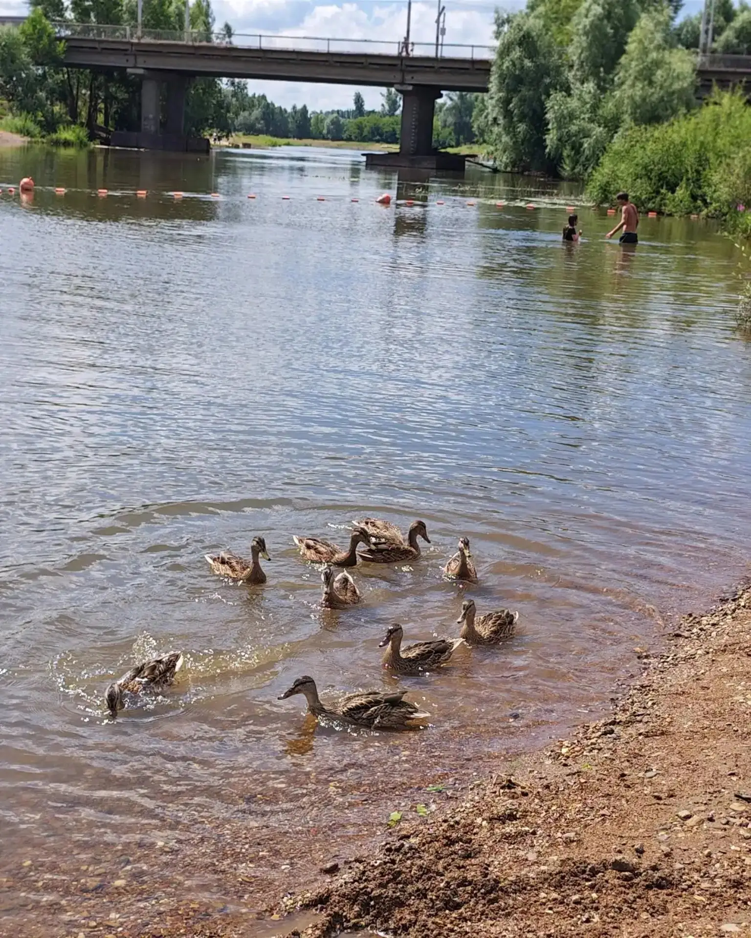 🦆Утки чилят на Стерле