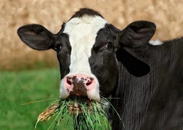 📌 Коровы 🐄 жуют почти постоянно не из-за привычки, а потому что так устроена их пищев...