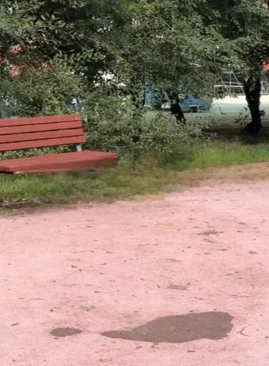 🪑 В Бирюлёво Восточном пожаловались на покрашенные лавочки