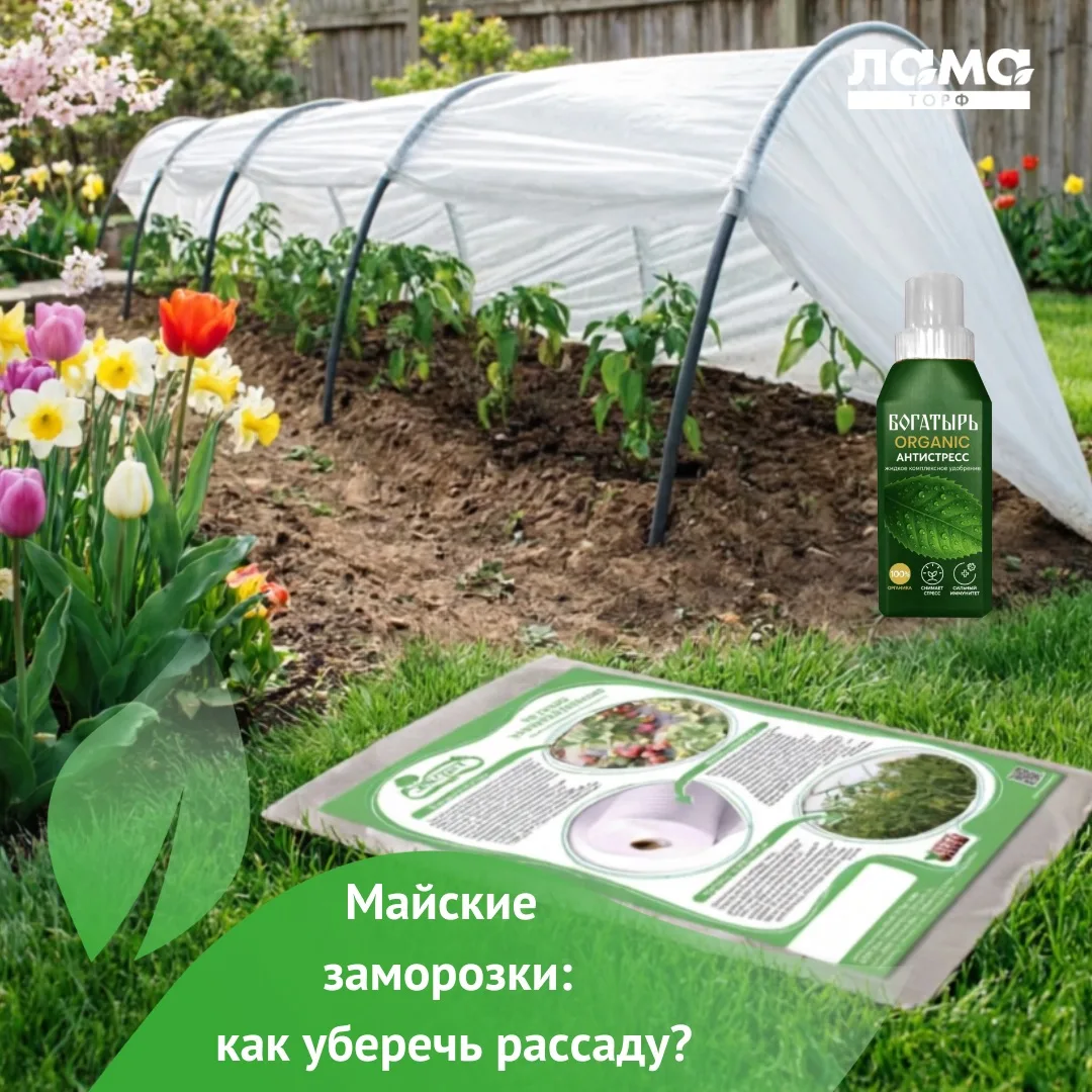 🥶Возвратные заморозки в мае — не страшилка, а ежегодное испытание для огородника.