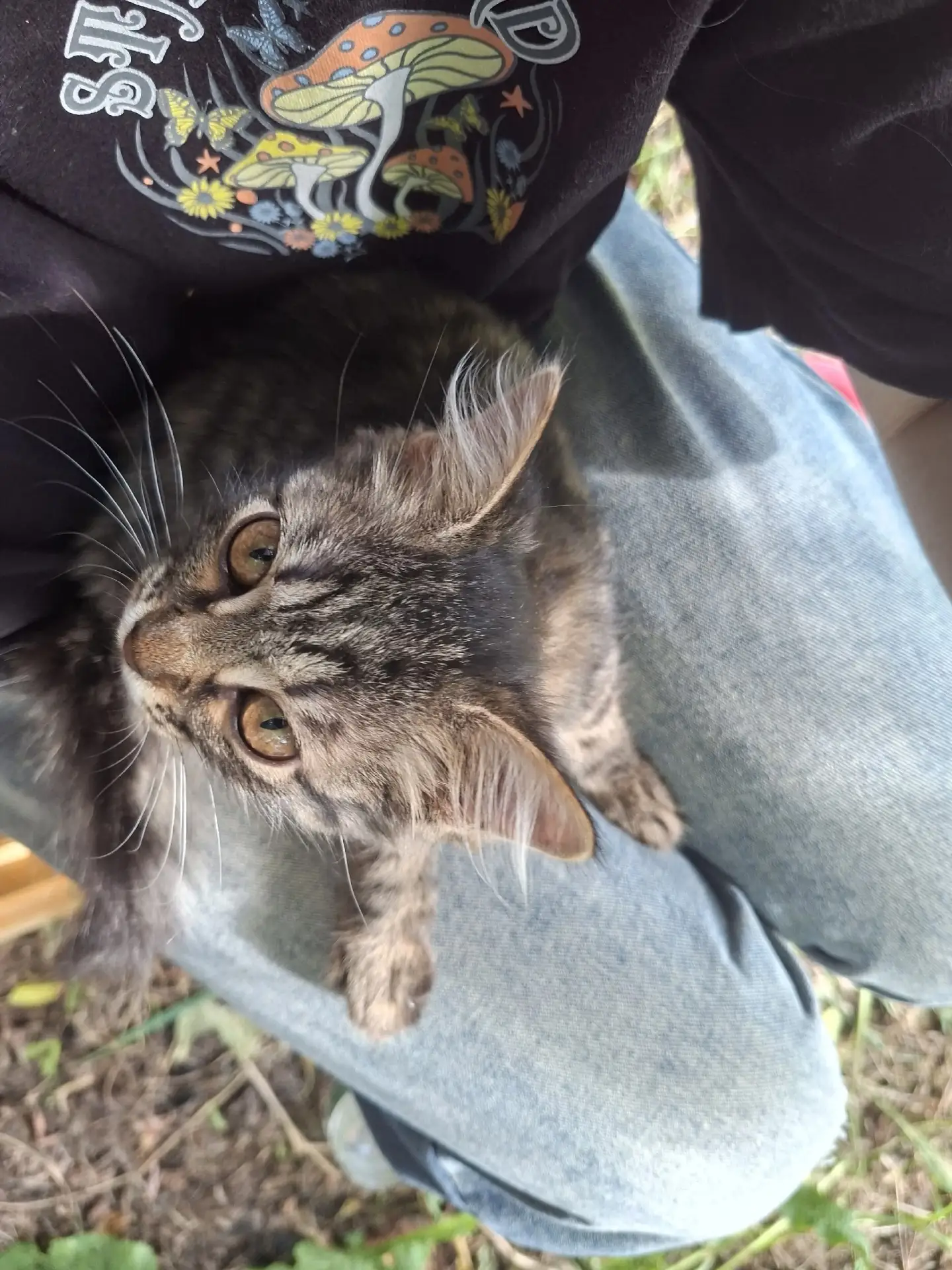 Отдам котёнка в добрые руки.