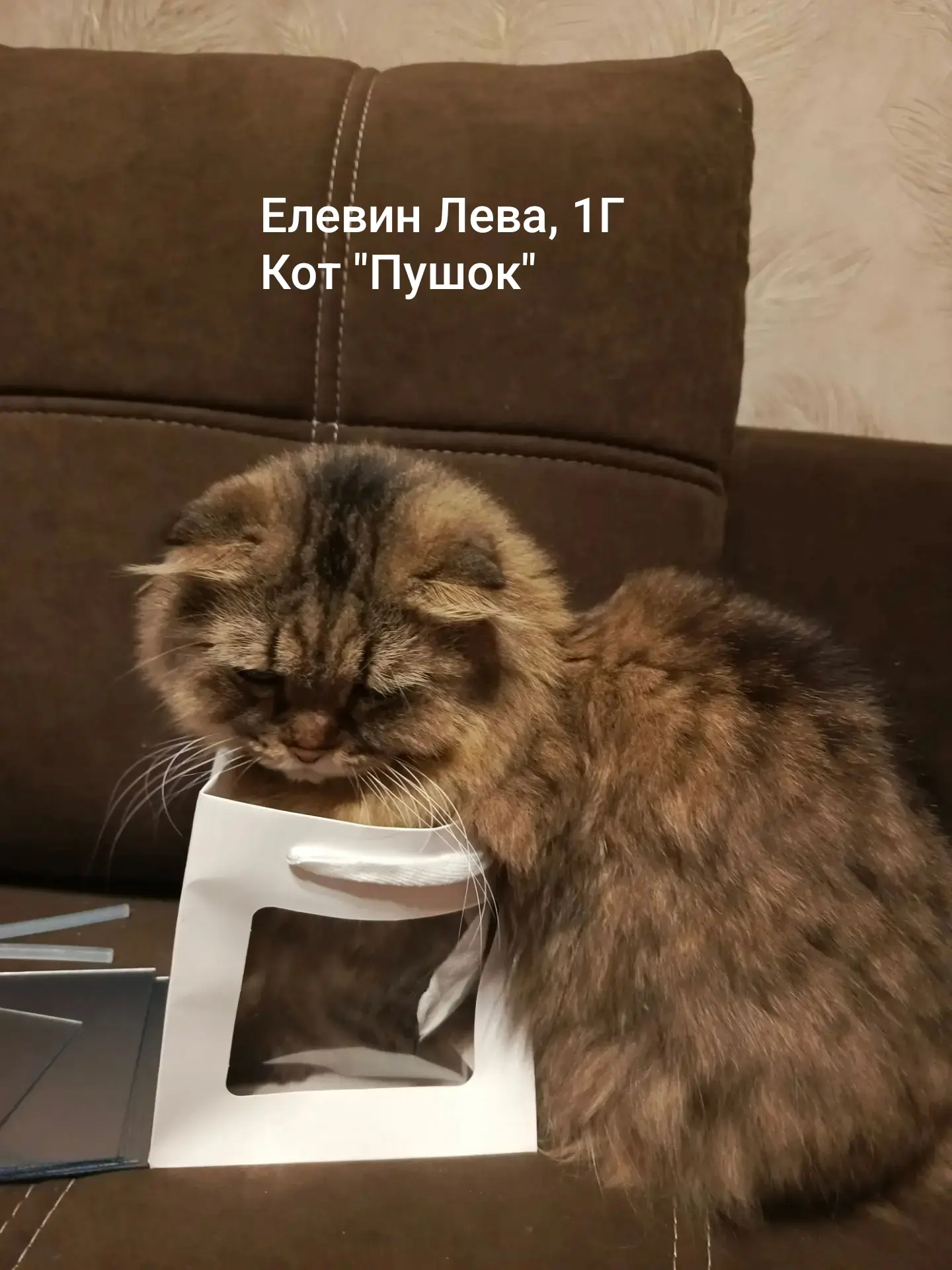 Августовский флешмоб гимназии