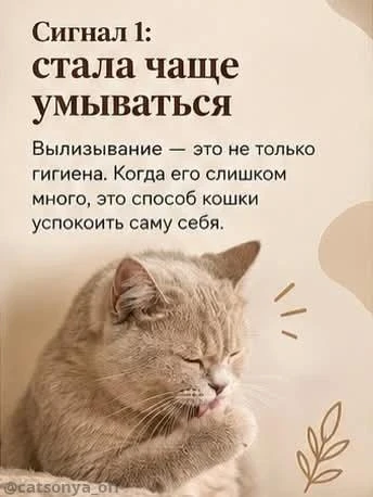 Ранние сигналы стресса у кошки, которые легко принять за «просто так себя ведёт» 🐱