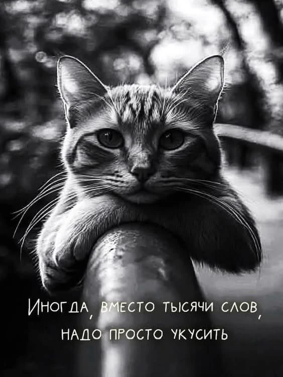 Tg   Красивые видеофоны😍