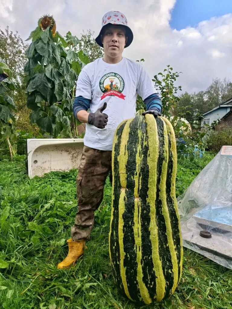 🌱 Семья Войновых из Любытинского округа вырастила гигантский кабачок