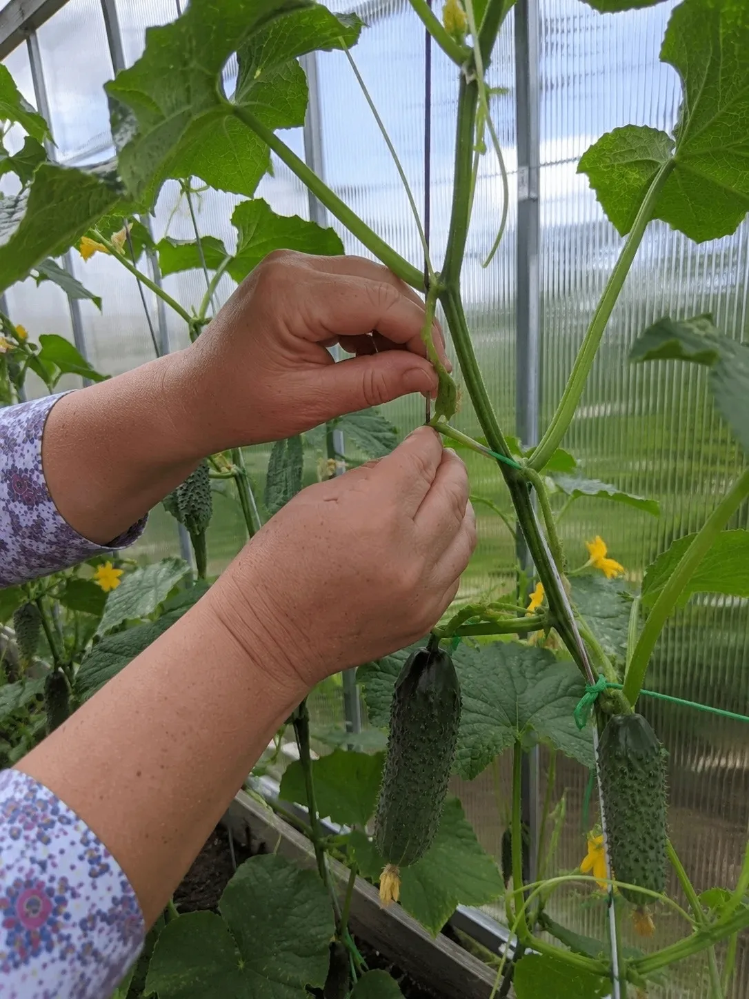 🥒 ОГУРЦЫ ВЫТЯНУЛИСЬ В ПЛЕТИ, А ПЛОДОВ НЕТ — Я ТАК ТЕРЯЛА УРОЖАЙ ВСЁ ЛЕТО, ПОКА НЕ УЗНАЛА ЭТУ СХЕМУ
