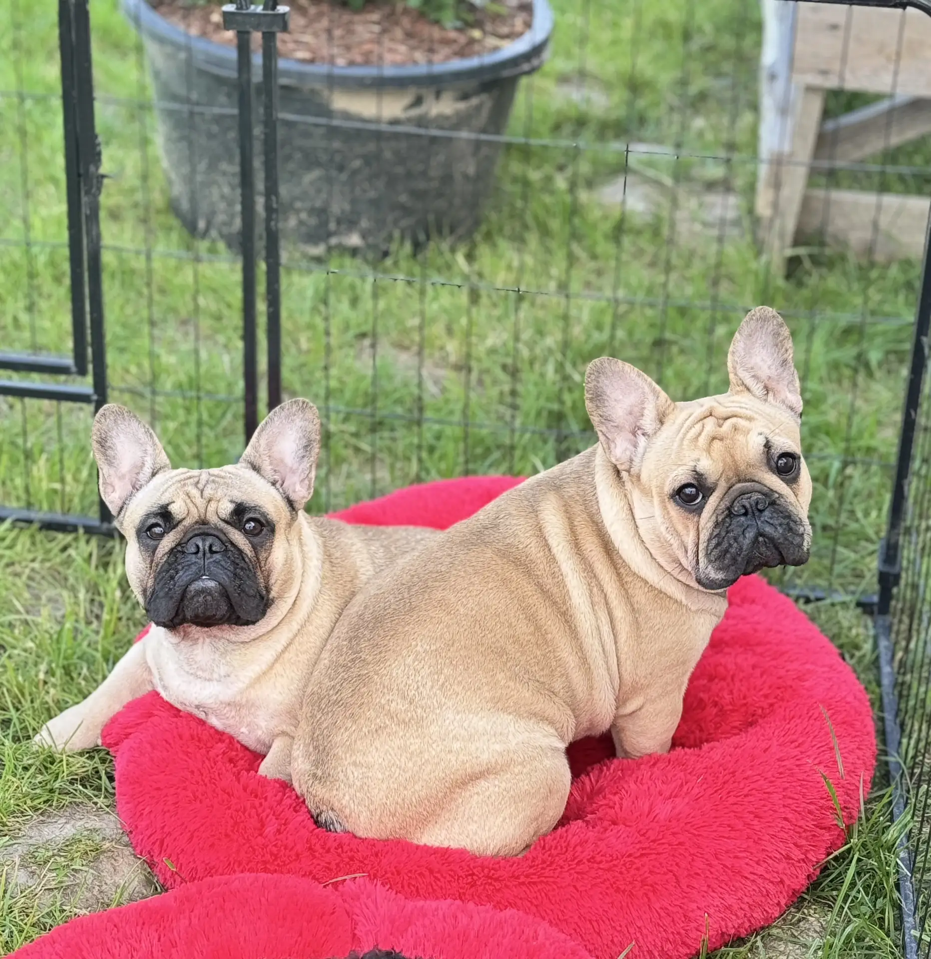 На манеже всё теже 🤩
Маша 1г 3 мес и Соня 9 мес