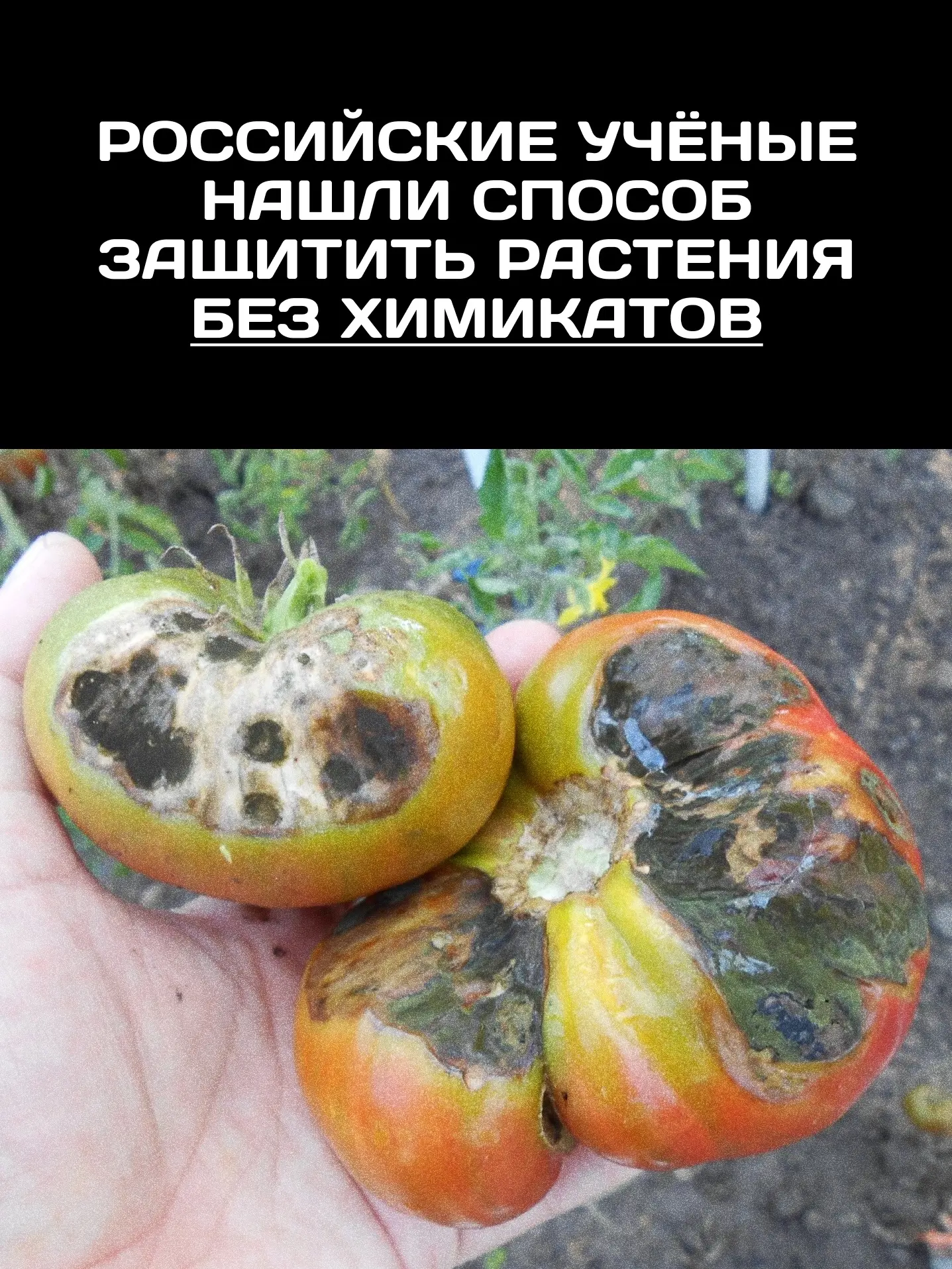 Дачники, перекличка под постом! Как часто болеют ваши помидоры? Моих бабушек и дедушек ...