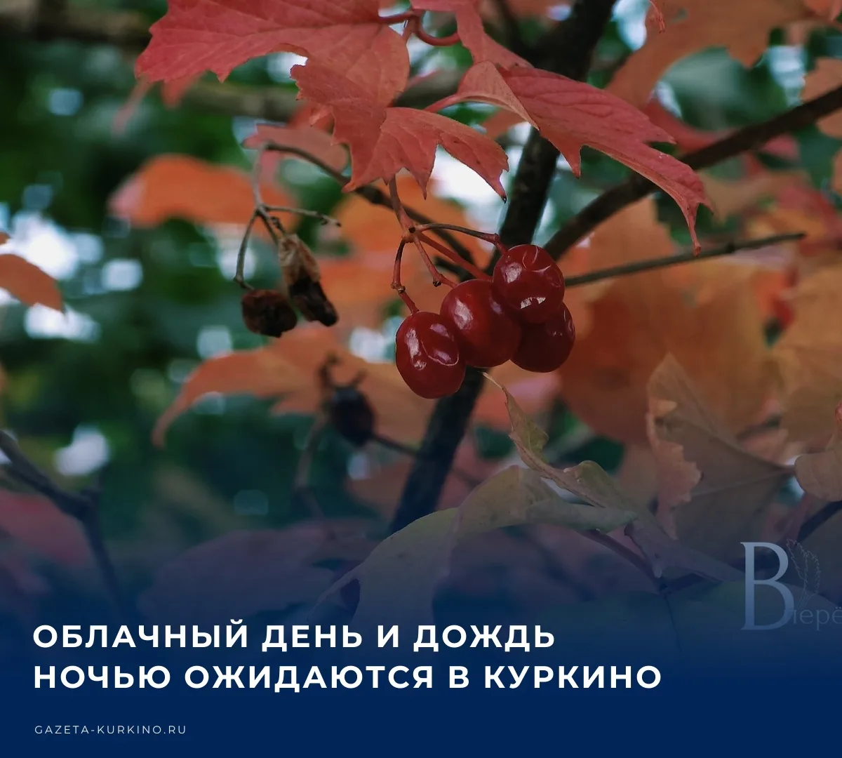 ☁️ Сегодня, 6 октября, в Куркино ожидается облачная погода без осадков в дневные часы. ...
