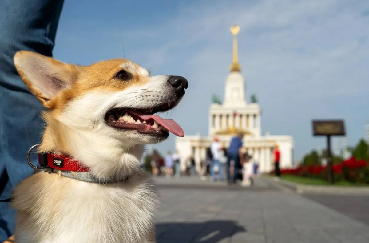 🐾 Фестиваль «Моспитомец» на ВДНХ 26 июля, 11:00–18:00

В программе — выставка-пристройство кошечек 