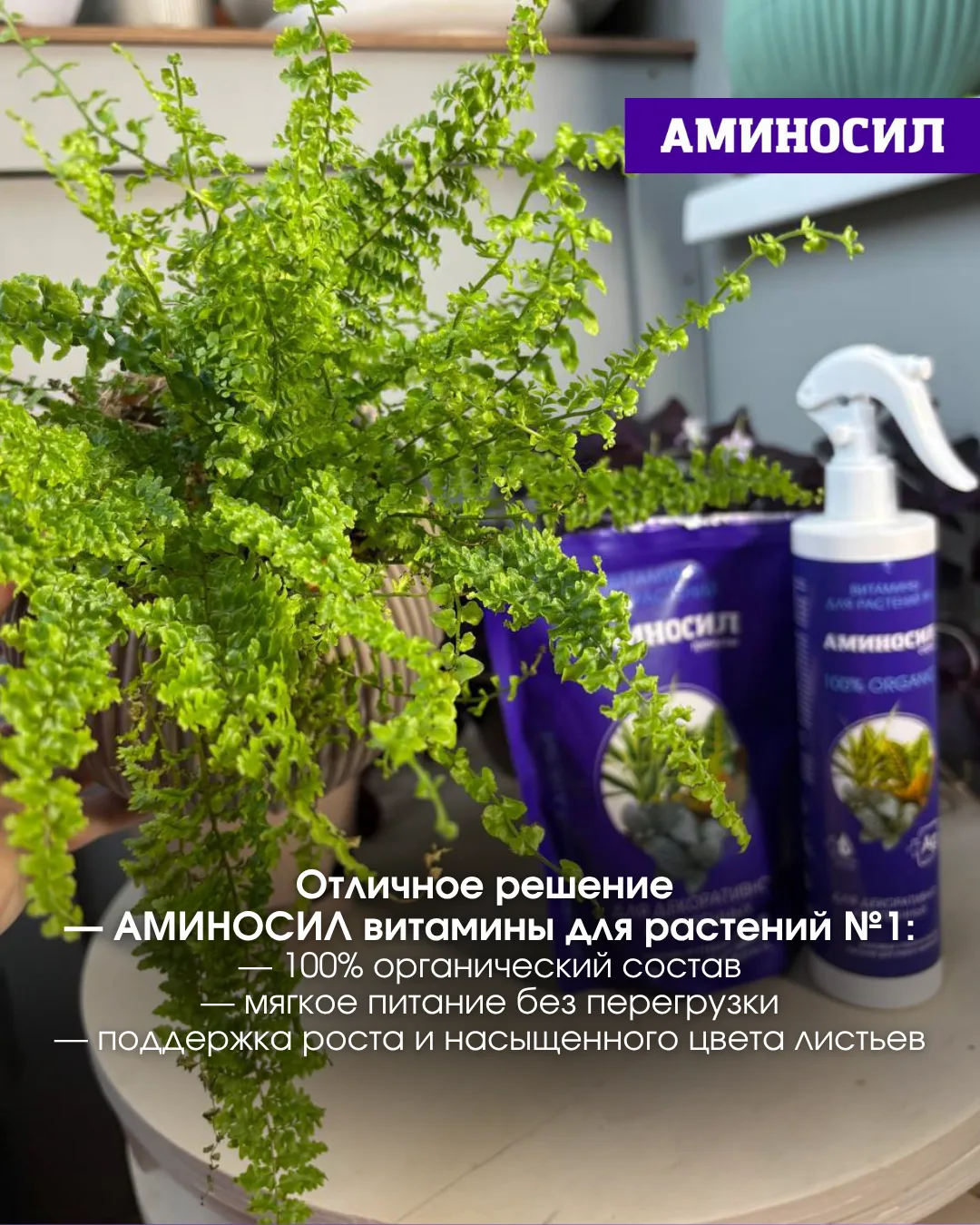 🌿 Почему у вас не растёт папоротник? Разбираемся в этом вопросе ⬆️!   ✅Витамины АМИНОСИЛ для декорат