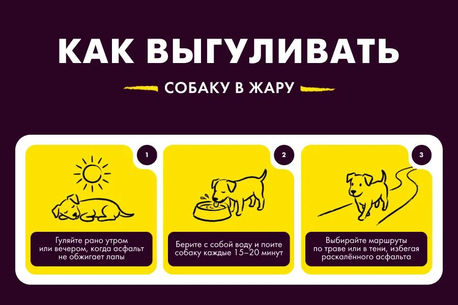 Как гулять с собакой в жару

Лето – отличная пора, но жара может быть опасна для собак. Помните:
- Г