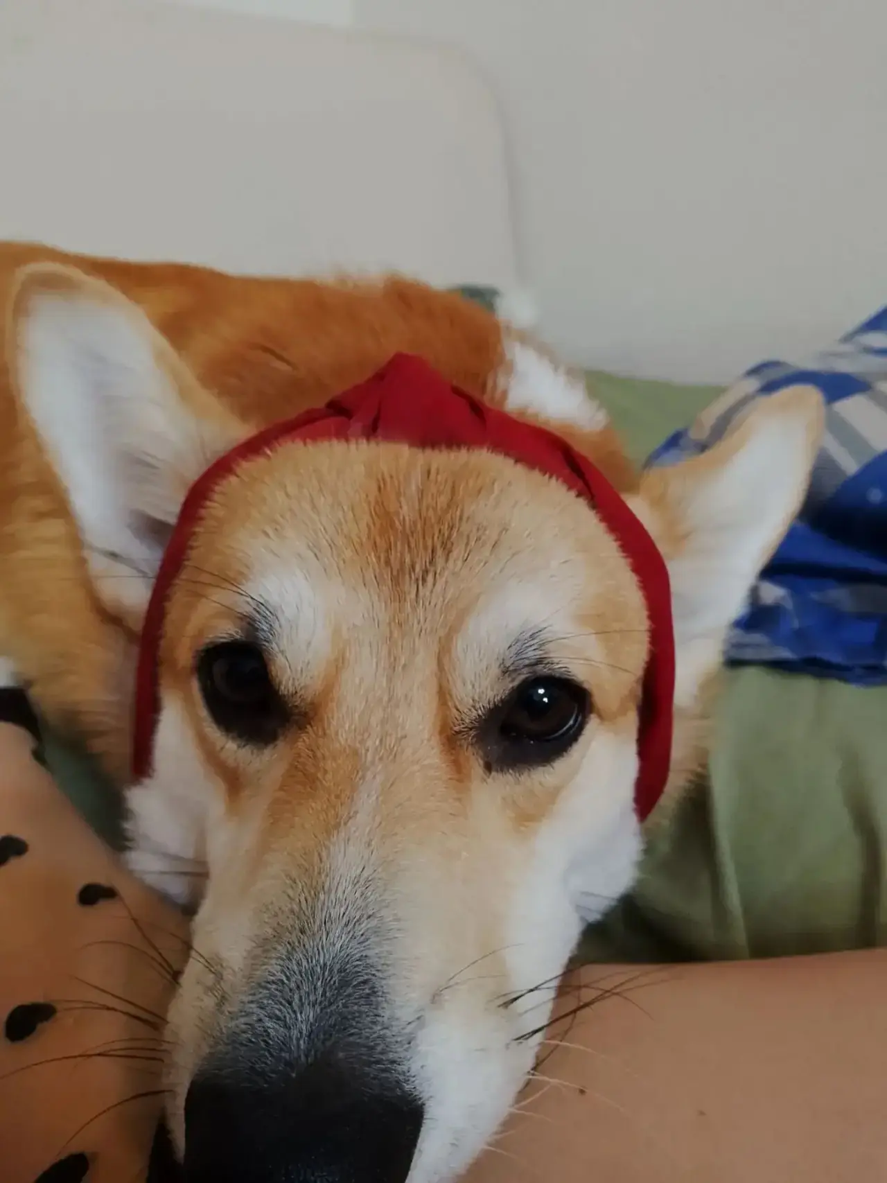 Кексик, 1 годик🥰