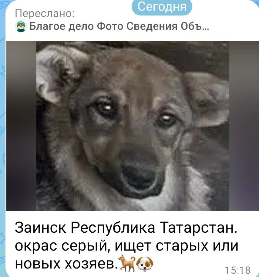 🆘‼СОБАК ОТЛОВИЛИ В ЗАИНСКЕ И ОТВЕЗЛИ В ОТЛОВ В УЛЬЯНОВСКОЙ ОБЛ.