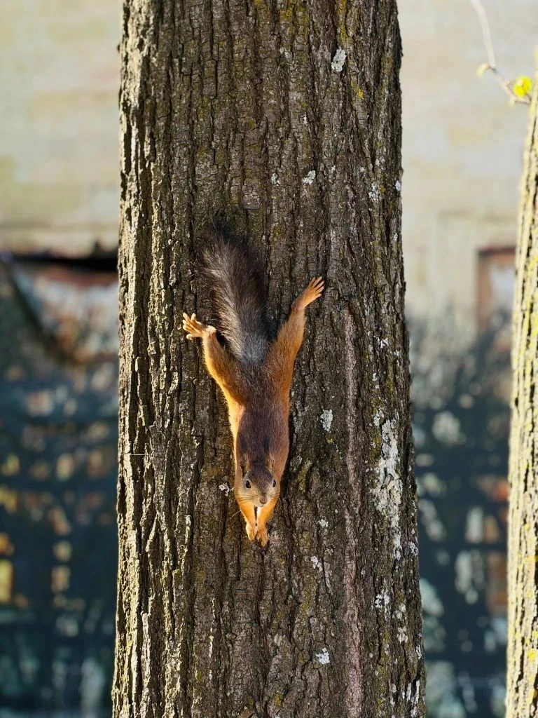 🐿 Физкульт-привет из Дворцового парка!