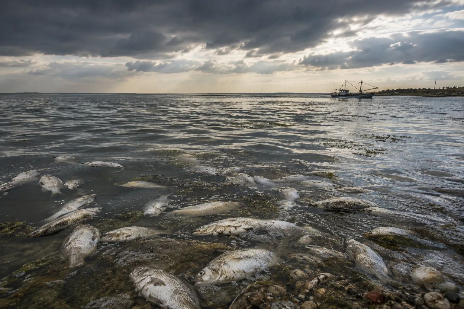 В Азовском море официально введён заморный период. 

Под ограничения попали Таганрогский залив, Керч