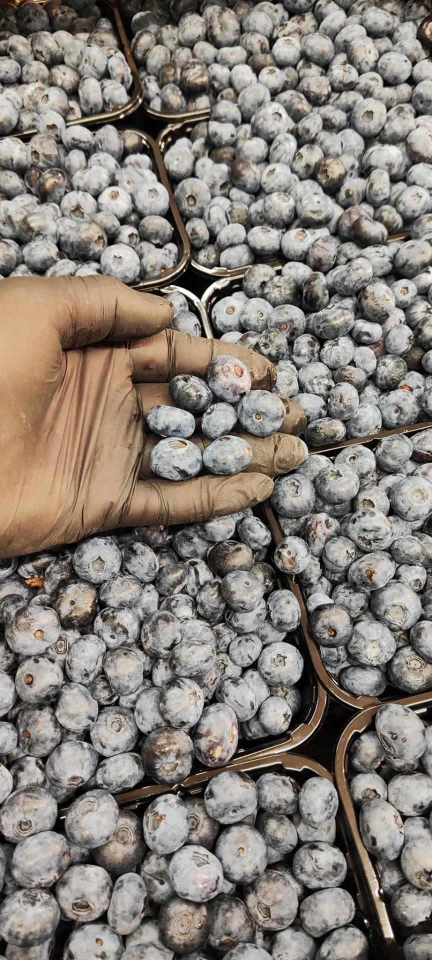 🫐🍓Спелые ароматные ягоды приняли в утренней поставке вместе с остальным ассортиментом...