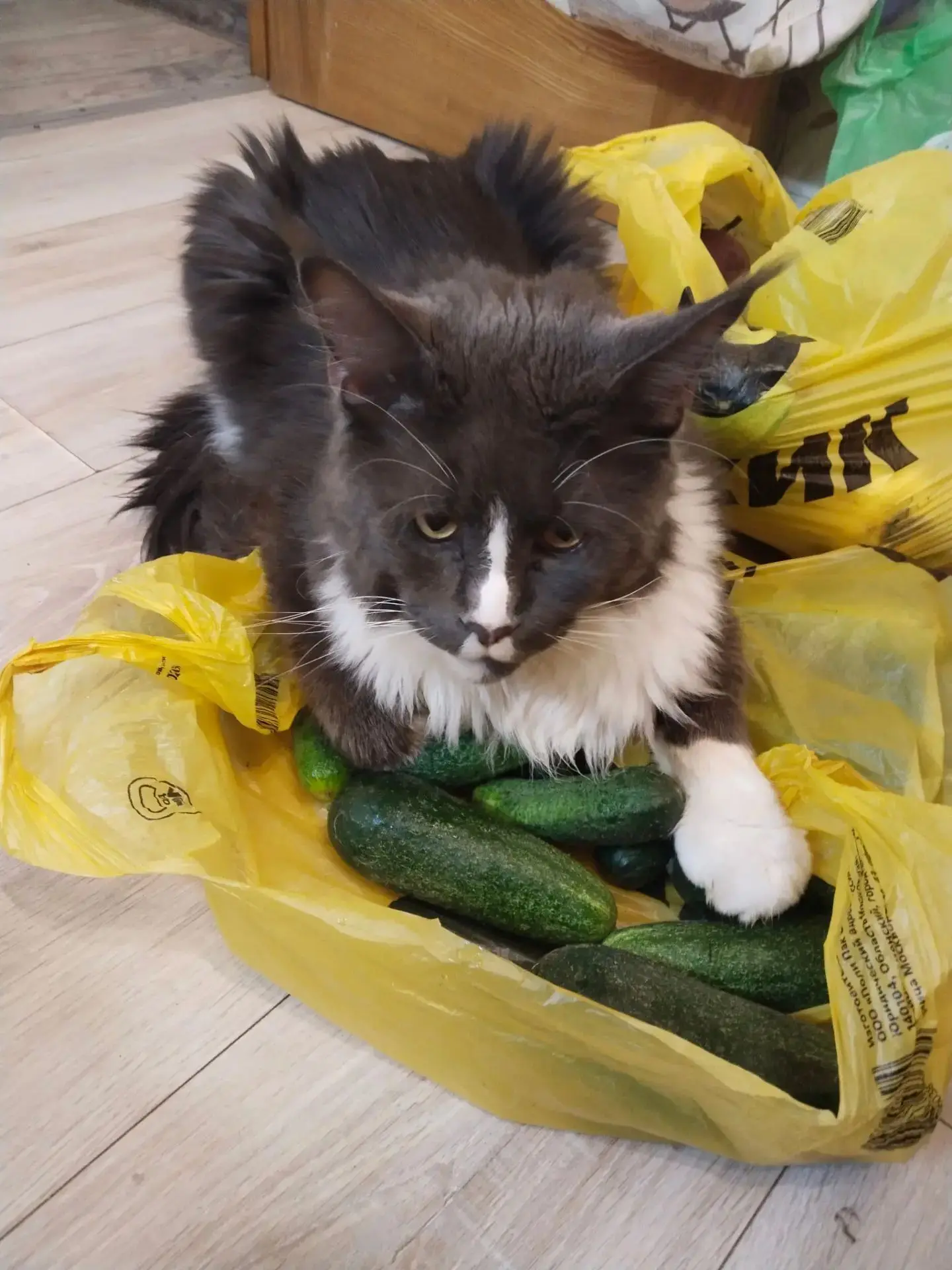 Есть свинья в апельсинах, а есть мейн-кун в огурцах. 🥒😸