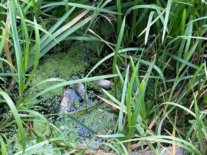 🐟 В Курской области из-за обмеления пруда погибла рыба