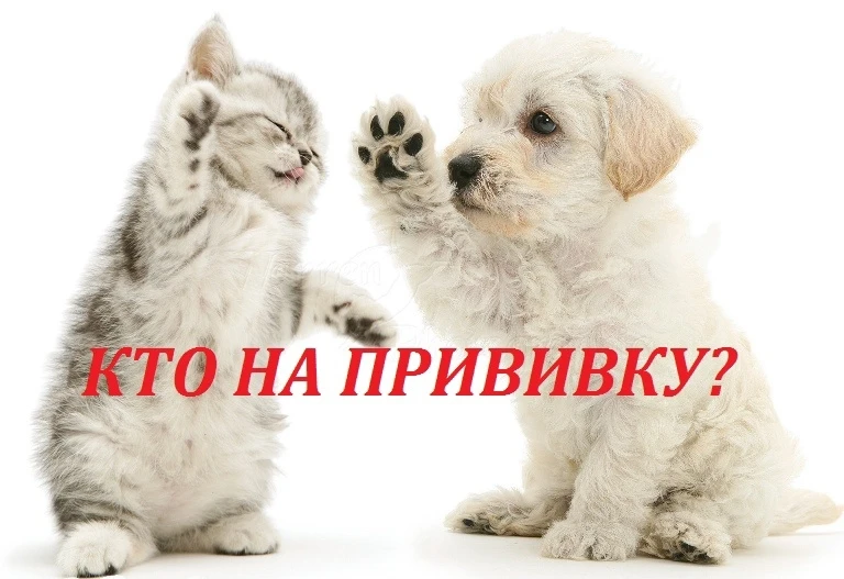 ВНИМАНИЕ! «Удомельская СББЖ» проводит плановые вакцинации собак и кошек против бешенства: