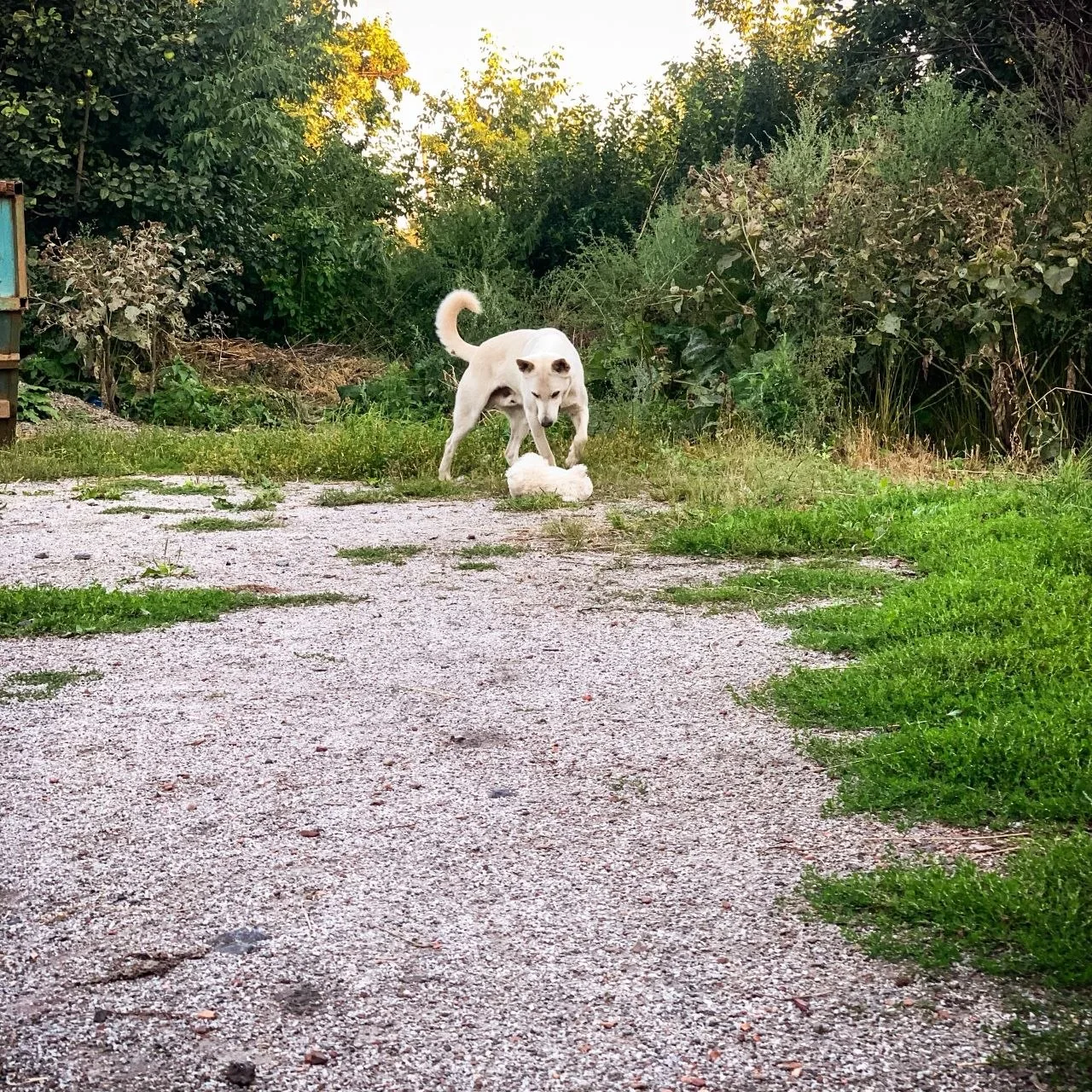 Хорошее настроение  Беляша🐶