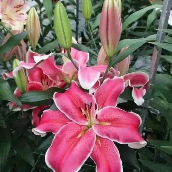 🌺 ЛИЛИЯ «ЭЛЬ КАПИТАН» 🌺🌿✨

В наличии саженцы НА БУТОНАХ - цветение уже в этом сезоне!🤗

🌷 Гиган