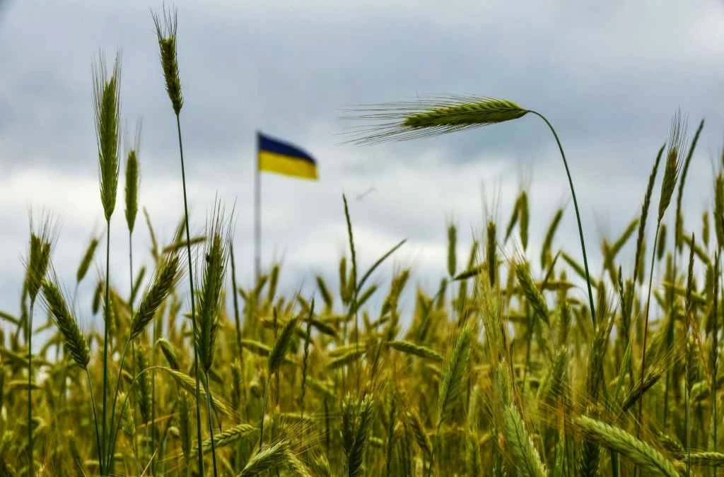 Посевы Украины могут еще сократиться на 40% из-за падения экспорта.