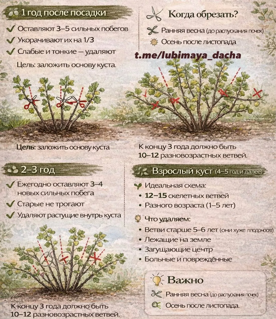 Формирование крыжовника кустом.