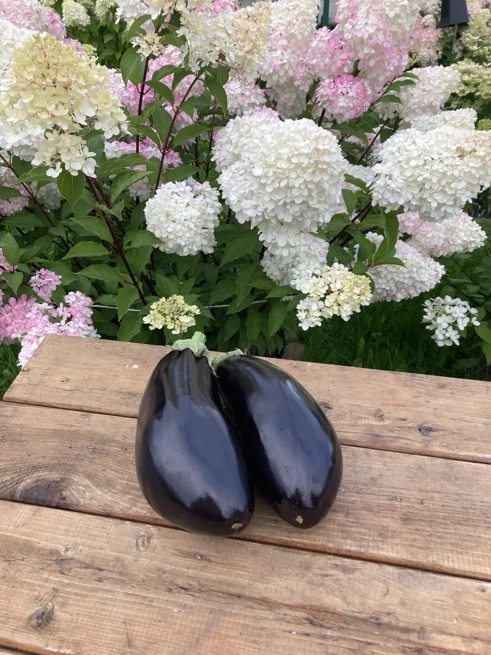 Баклажан 🍆 Андрюша — непревзойденная классика среди садоводов! Этот элегантный темный красавец радуе