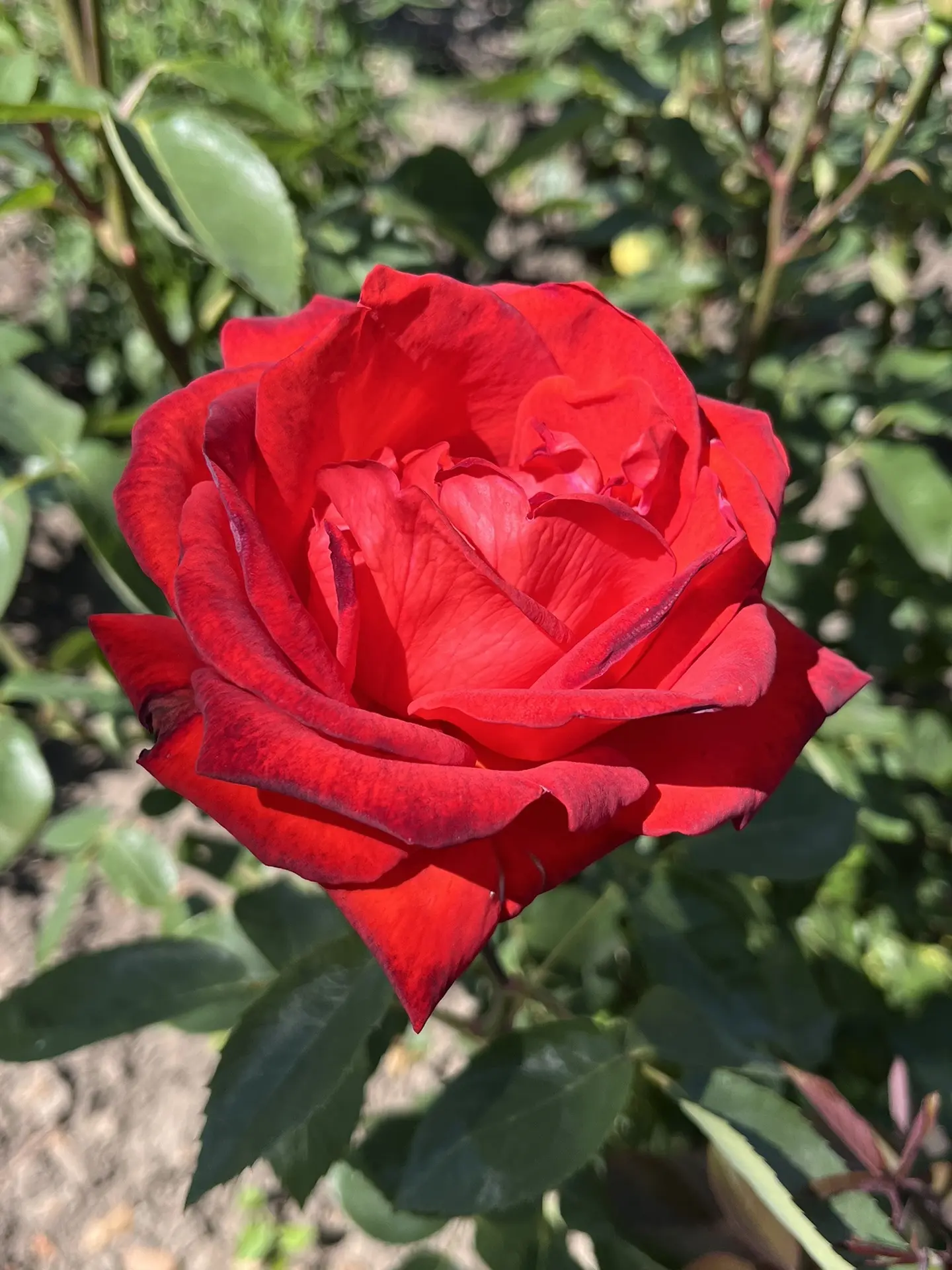 Доброе утро! ✨

🌹 Пусть этот день станет для вас источником новых возможностей и достижений