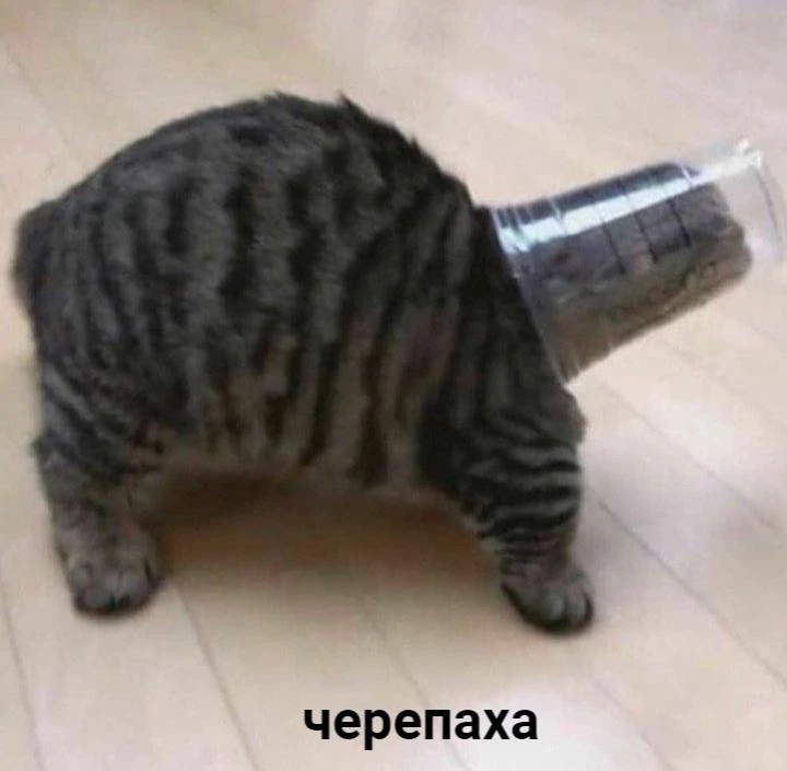 Мемы каждый день • Подписаться