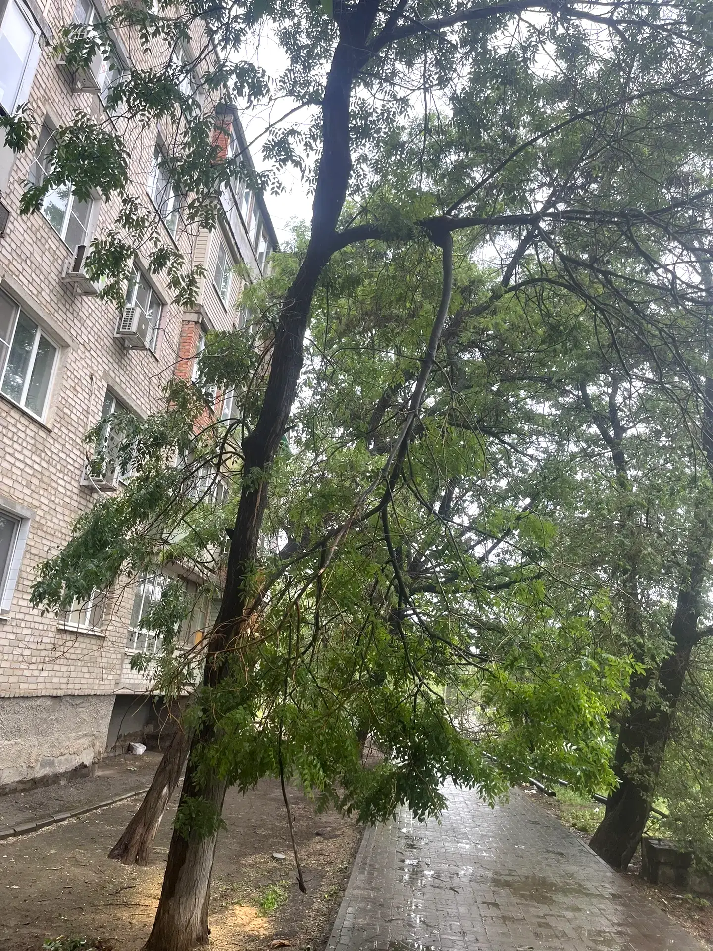 К новости «🪚 Полный арсенал в деле: забота о дворе на высшем уровне!»