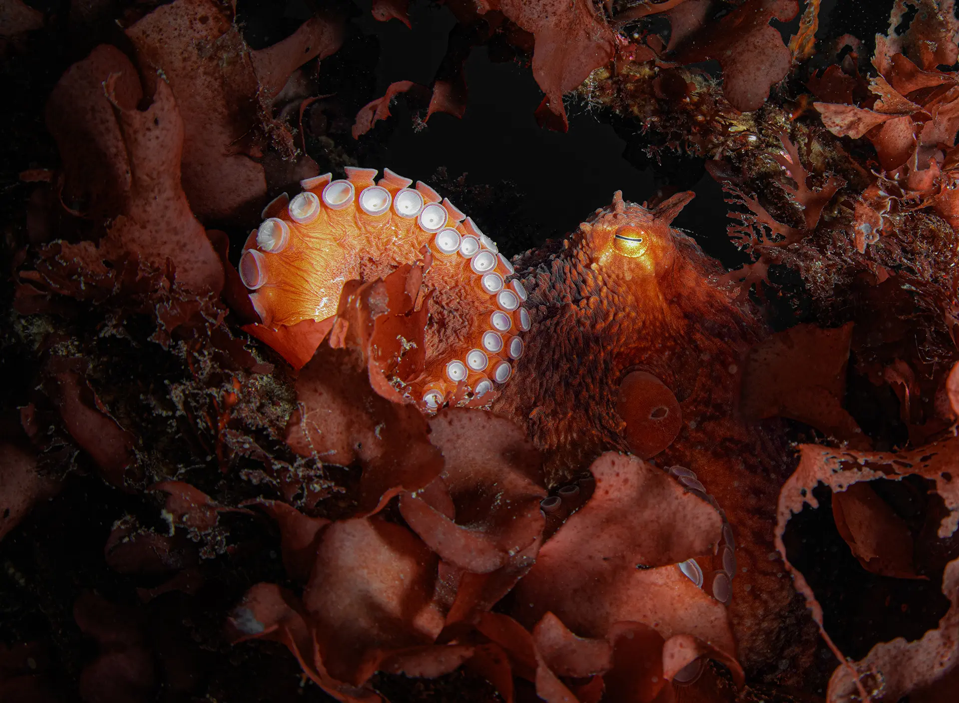 🐙 Осьминог Дофлейна — крупнейший вид осьминогов в мире. Он предпочитает донный и ночно...