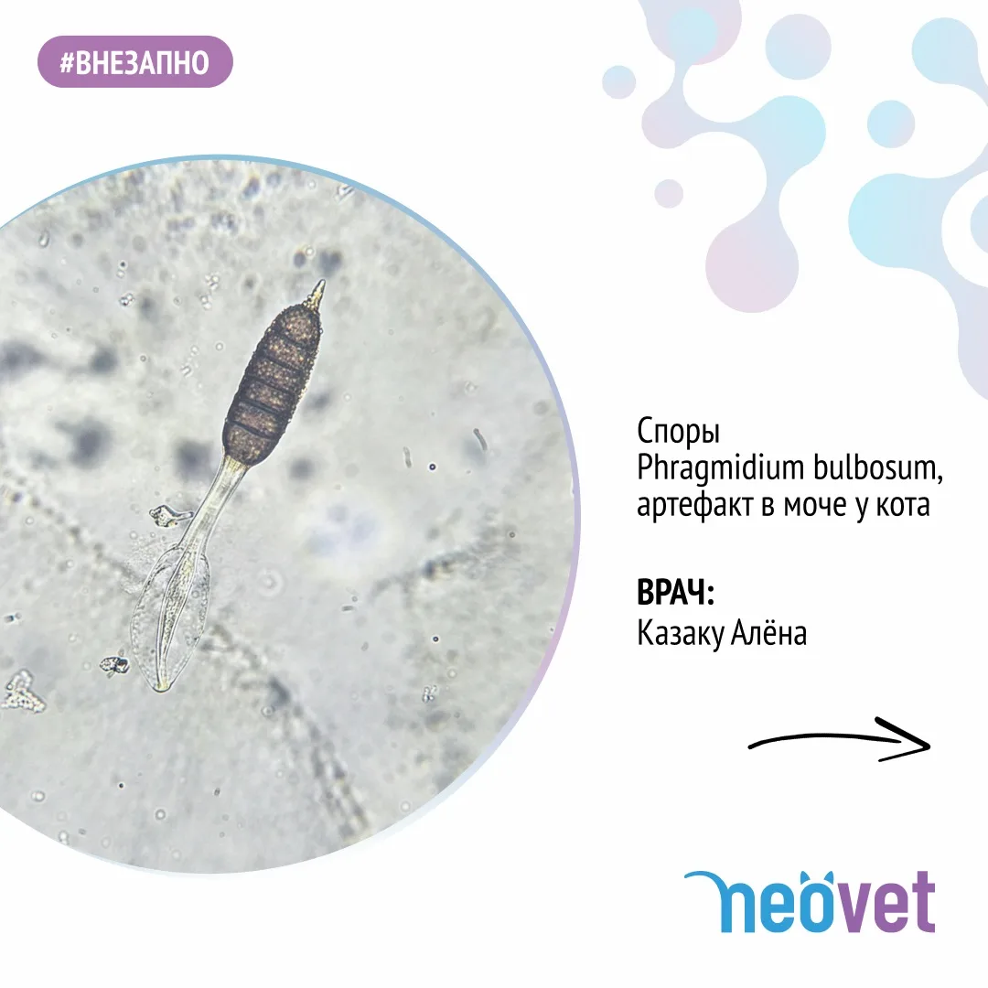 #внезапно 

Споры 🍄 в осадке мочи 🔬

#neovet