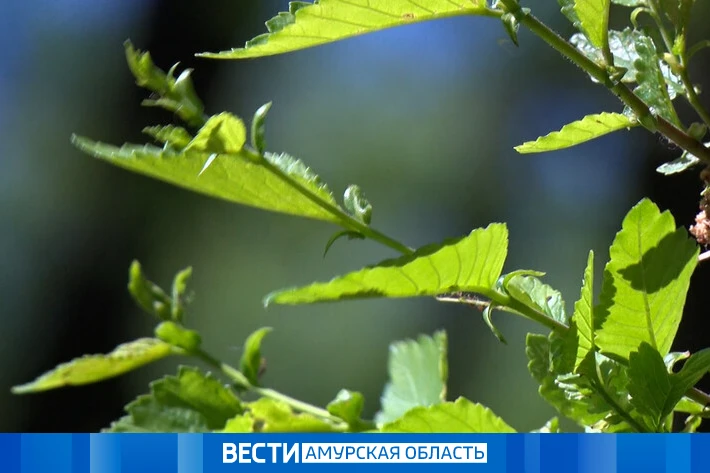 Переменная облачность и без осадков: прогноз погоды на 16 июня в Приамурье

По области завтра прогно