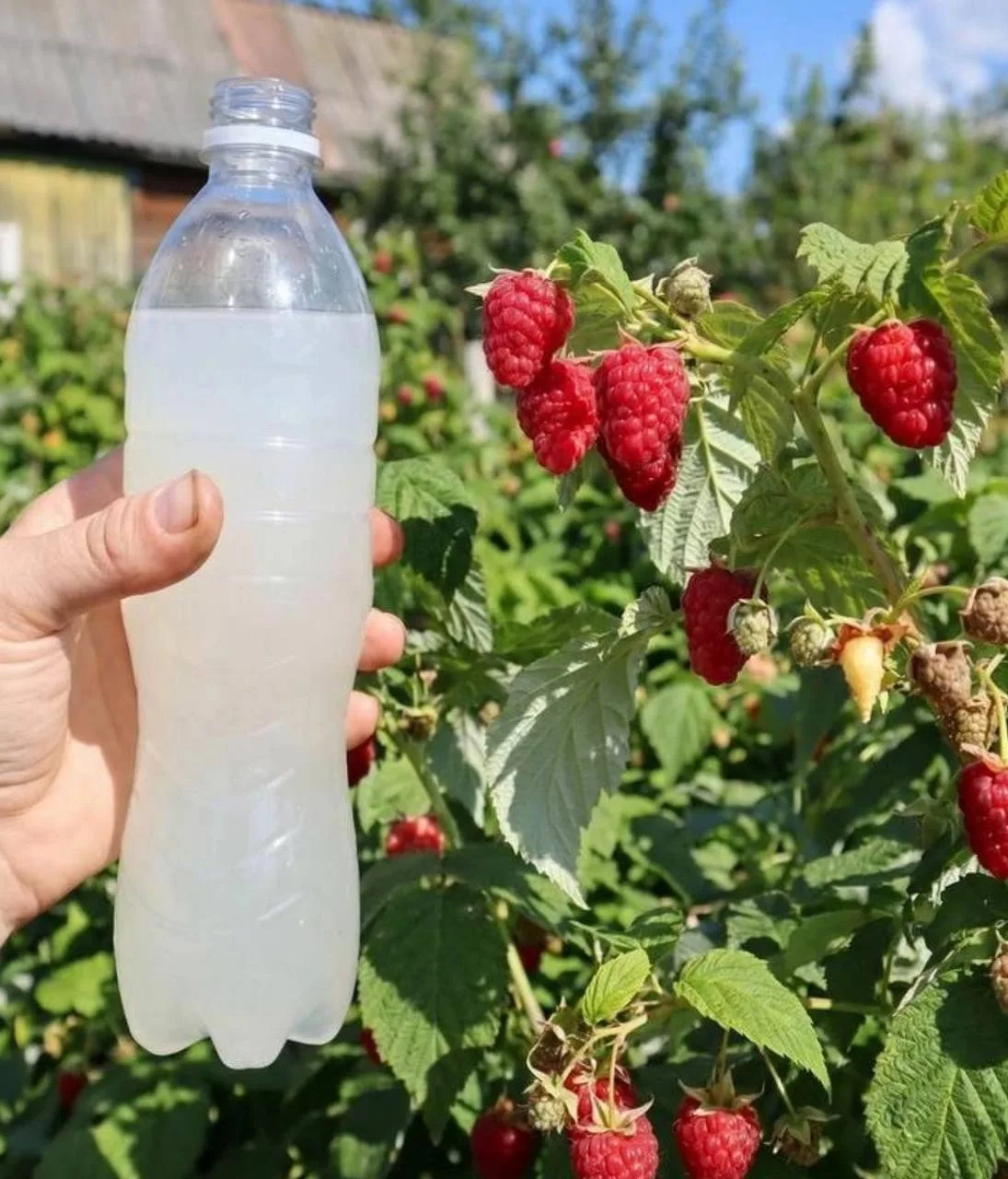 🍓 Чем подкормить малину, чтобы ягоды были крупные и сладкие?

Чтобы ягоды были крупными, сладкими и